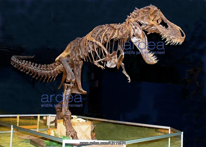 : Tyrannosaurus Rex : Tyrannosaurus Rex