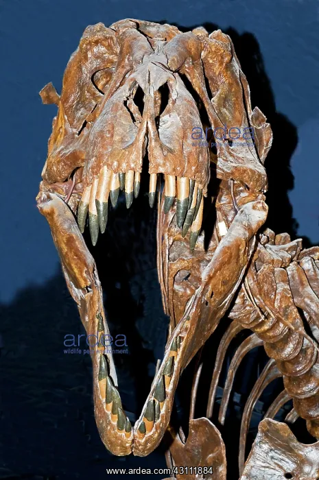 : Tyrannosaurus Rex : Tyrannosaurus Rex