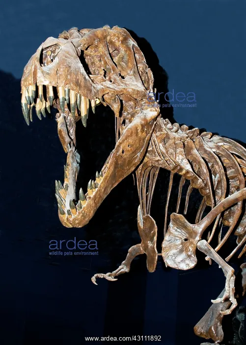 : Tyrannosaurus Rex : Tyrannosaurus Rex