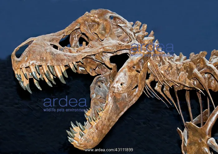 : Tyrannosaurus Rex : Tyrannosaurus Rex