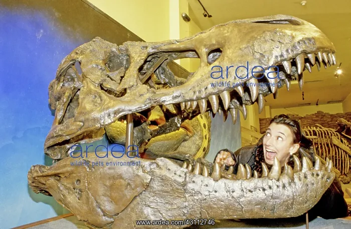 : Tyrannosaurus Rex : Tyrannosaurus Rex