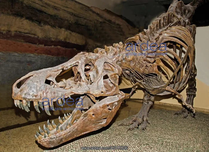 : Tyrannosaurus Rex : Tyrannosaurus Rex