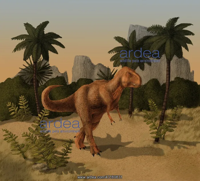 : Tyrannosaurus rex : Tyrannosaurus rex