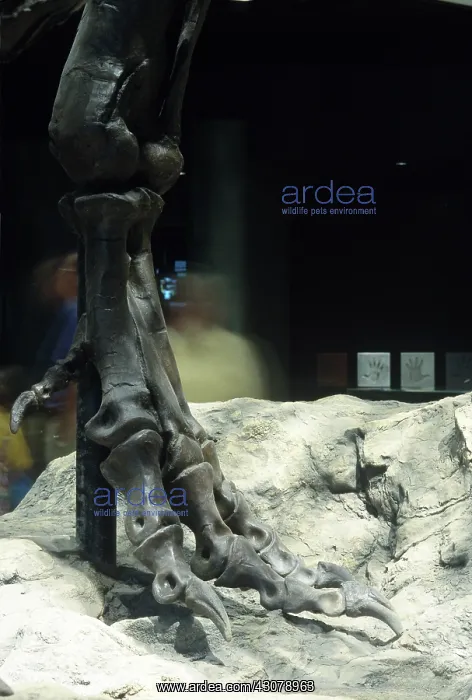 : Tyrannosaurus rex foot : Tyrannosaurus rex foot