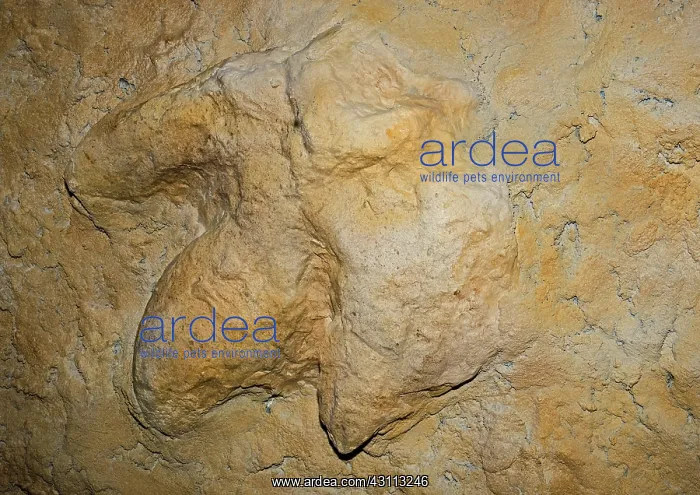 : Tyrannosaurus Rex Footprint : Tyrannosaurus Rex Footprint