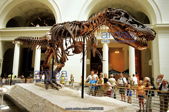 : Tyrannosaurus Rex Skeleton : Tyrannosaurus Rex Skeleton