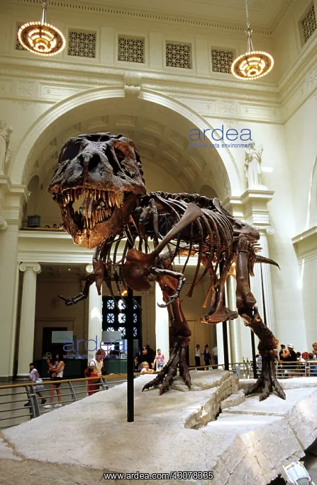 : Tyrannosaurus Rex Skeleton : Tyrannosaurus Rex Skeleton