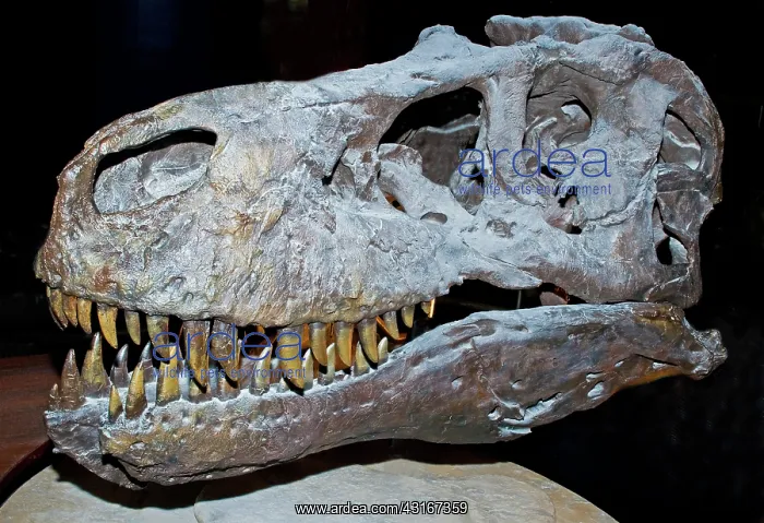 : Tyrannosaurus Rex Skeleton : Tyrannosaurus Rex Skeleton