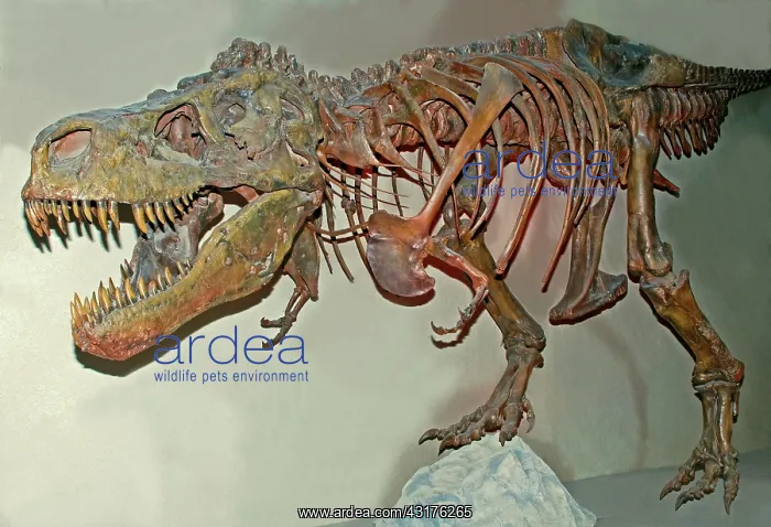: Tyrannosaurus Rex Skeleton : Tyrannosaurus Rex Skeleton