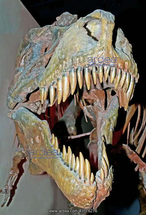 : Tyrannosaurus Rex Skeleton : Tyrannosaurus Rex Skeleton