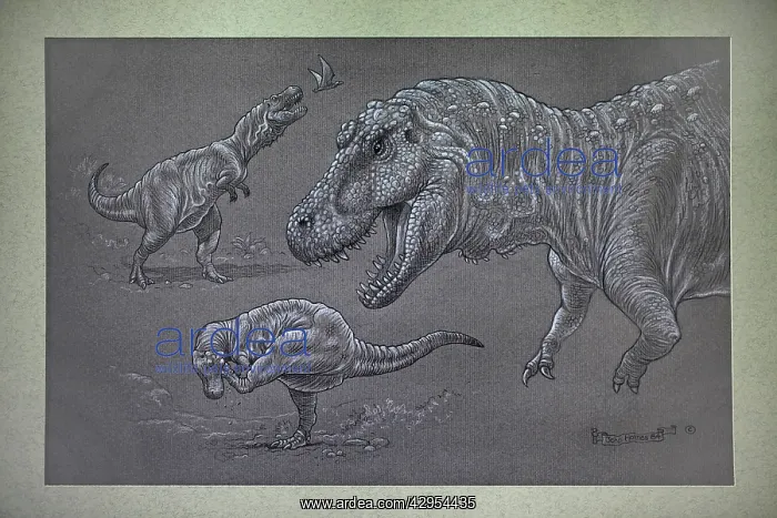 : Tyrannosaurus Rex - sketches : Tyrannosaurus Rex - sketches