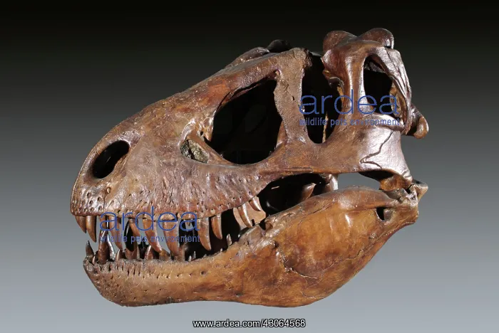 : Tyrannosaurus rex Skull : Tyrannosaurus rex Skull