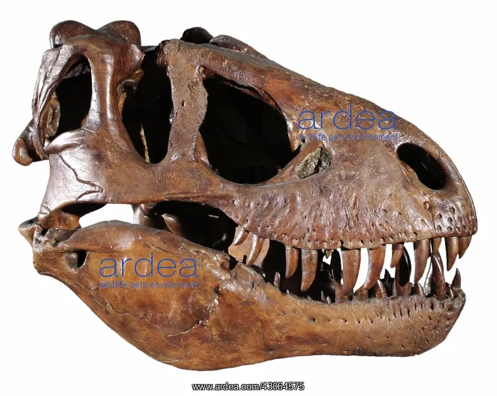 : Tyrannosaurus rex Skull : Tyrannosaurus rex Skull
