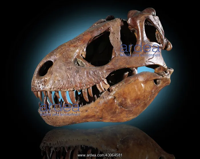 : Tyrannosaurus rex Skull : Tyrannosaurus rex Skull
