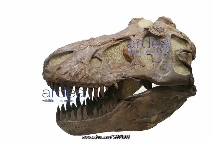 : Tyrannosaurus rex Skull : Tyrannosaurus rex Skull