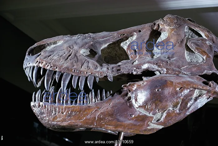 : Tyrannosaurus rex skull : Tyrannosaurus rex skull