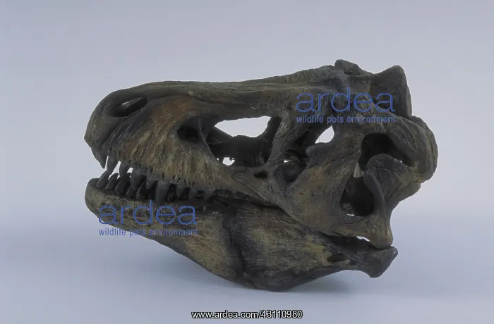 : Tyrannosaurus Rex skull : Tyrannosaurus Rex skull