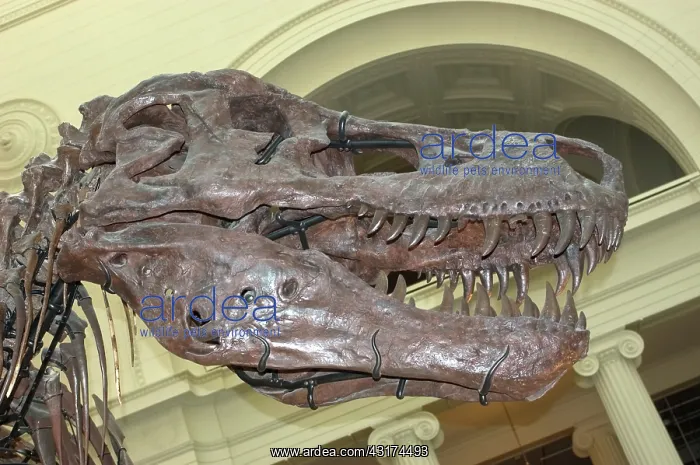 : Tyrannosaurus rex Skull : Tyrannosaurus rex Skull