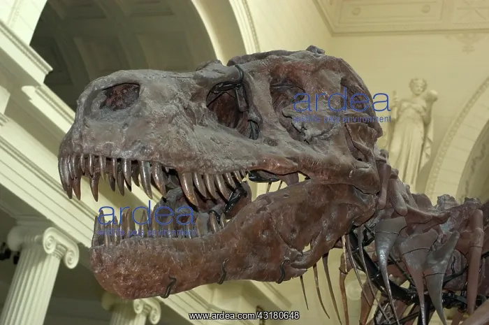 : Tyrannosaurus rex Skull : Tyrannosaurus rex Skull