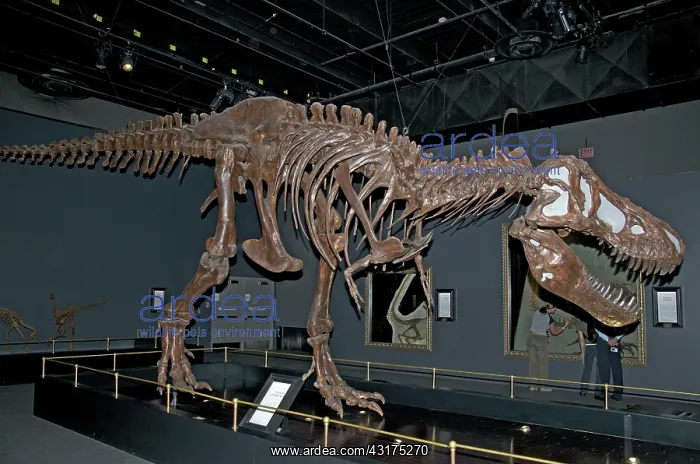 : Tyrannosaurus Skeleton : Tyrannosaurus Skeleton