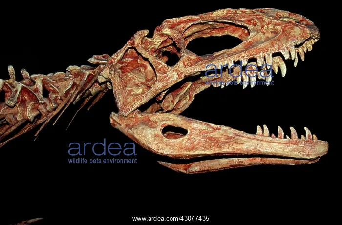 : Tyrannosaurus Skull : Tyrannosaurus Skull