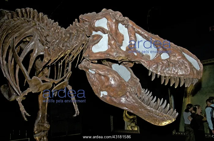 : Tyrannosaurus Skull : Tyrannosaurus Skull