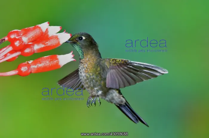 : Tyrian Metaltail : Tyrian Metaltail