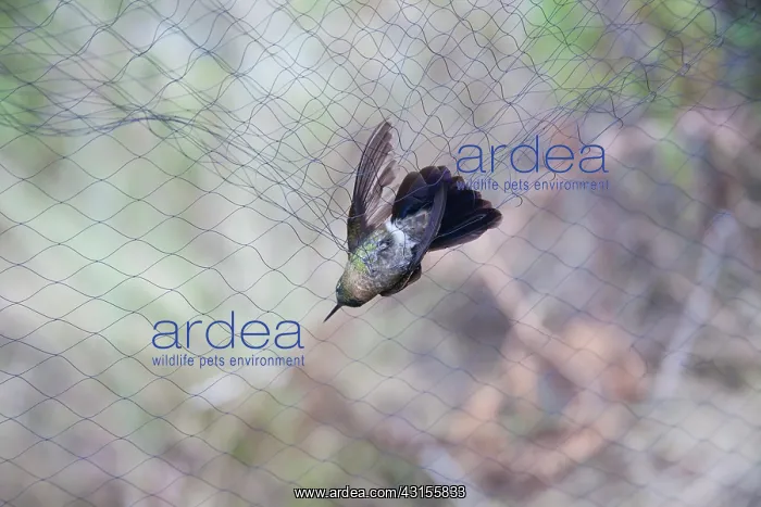 : Tyrian Metaltail : Tyrian Metaltail