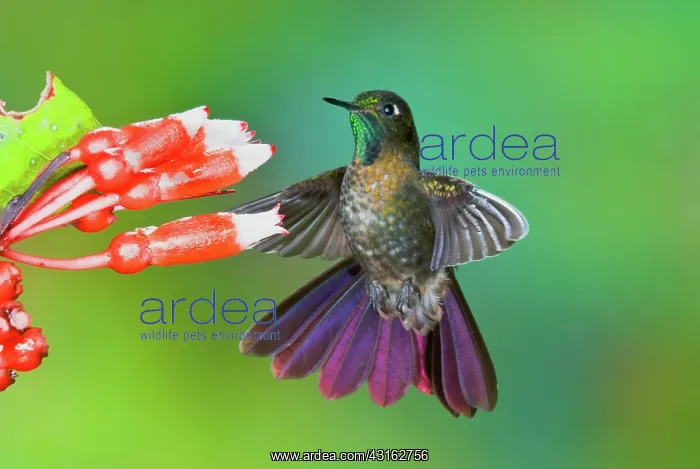 : Tyrian Metaltail : Tyrian Metaltail