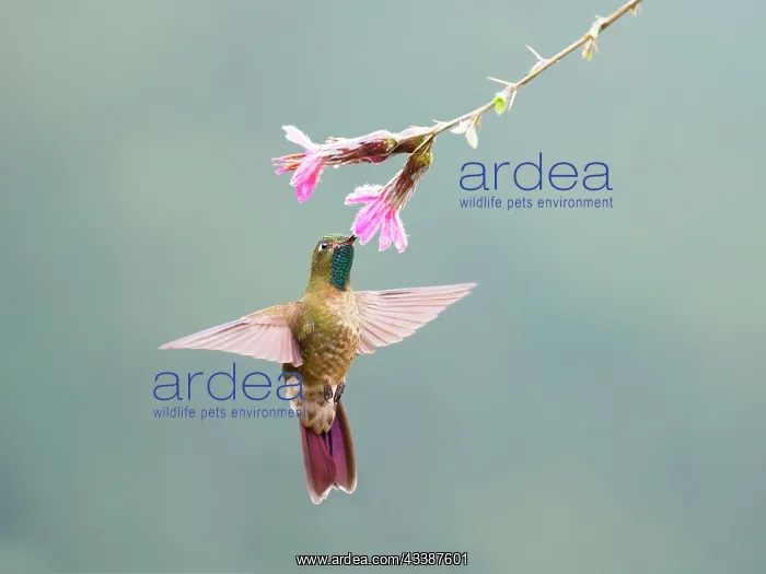 : Tyrian Metaltail - feeding on flower Metallura t : Tyrian Metaltail - feeding on flower Metallura t