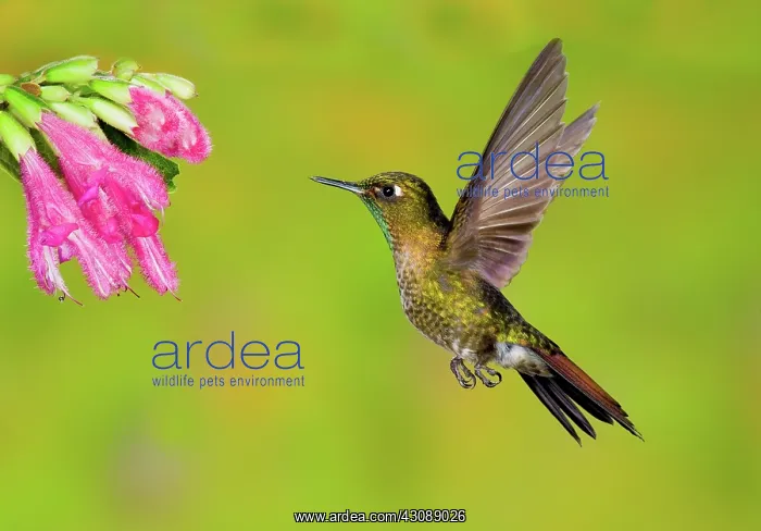 : Tyrian Metaltail Hummingbird : Tyrian Metaltail Hummingbird