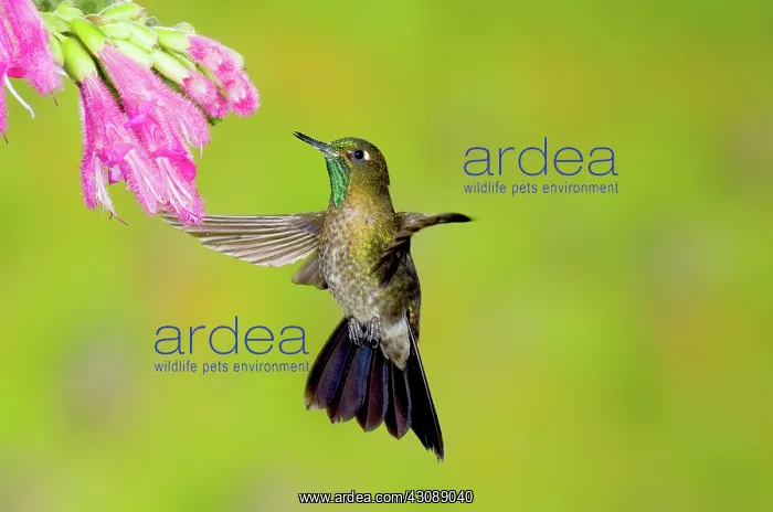 : Tyrian Metaltail Hummingbird : Tyrian Metaltail Hummingbird
