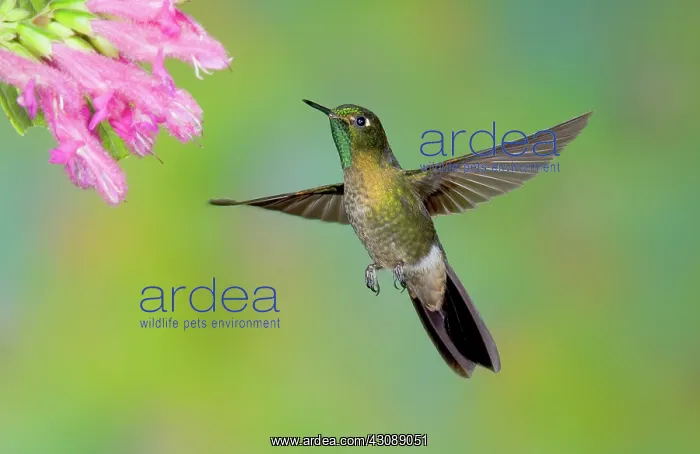 : Tyrian Metaltail Hummingbird : Tyrian Metaltail Hummingbird