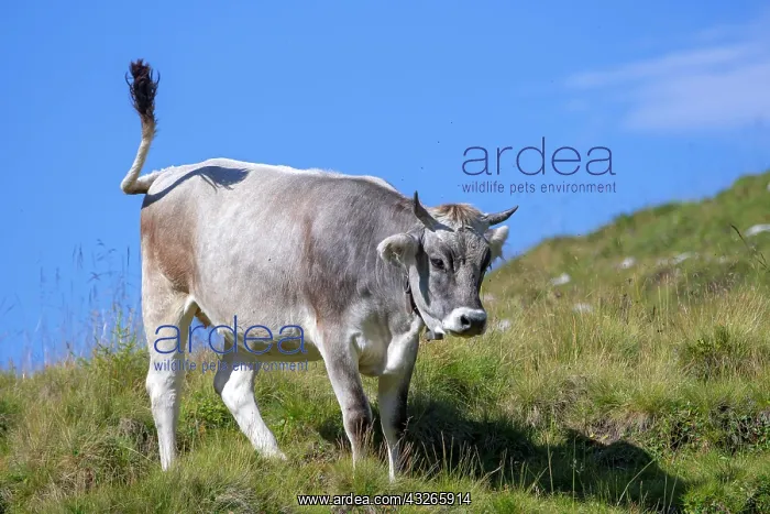 : Tyrolean grey cattle, cow on the alp, Rofan Mountains : Tyrolean grey cattle, cow on the alp, Rofan Mountains