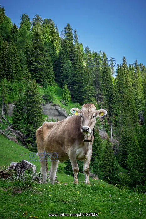: Tyrolean grey cattle on a pasture, Alpe di Siusi : Tyrolean grey cattle on a pasture, Alpe di Siusi