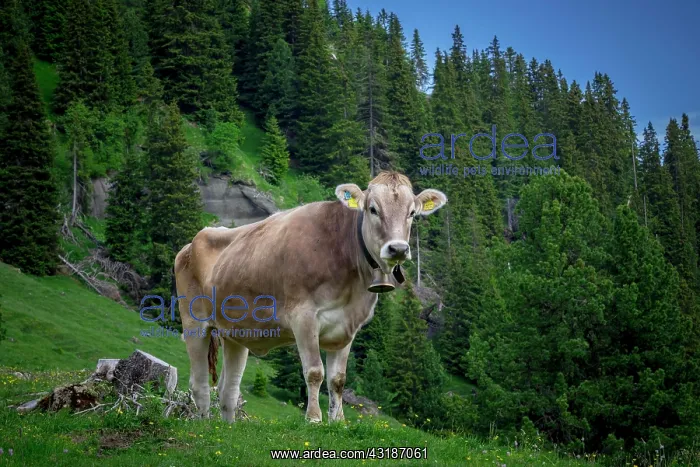 : Tyrolean grey cattle on a pasture, Alpe di Siusi : Tyrolean grey cattle on a pasture, Alpe di Siusi