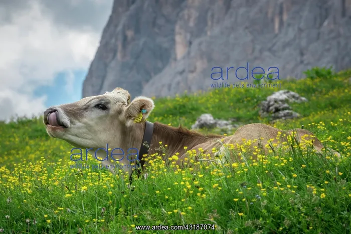 : Tyrolean grey cattle on a pasture, Alpe di Siusi : Tyrolean grey cattle on a pasture, Alpe di Siusi