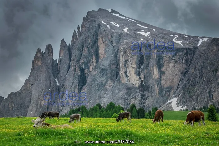 : Tyrolean grey cattle on a pasture, Alpe di Siusi : Tyrolean grey cattle on a pasture, Alpe di Siusi
