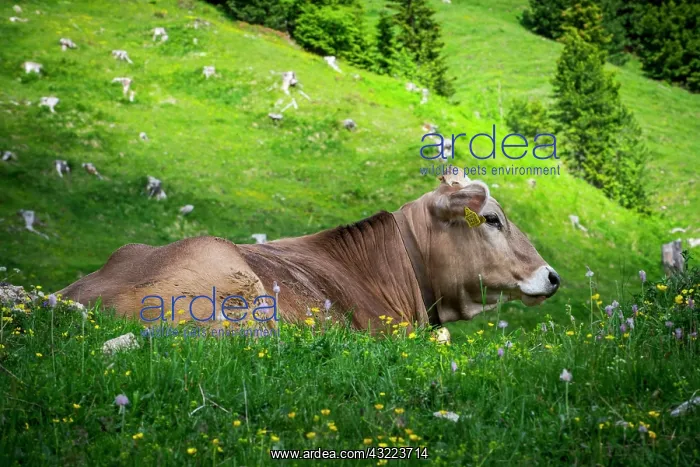 : Tyrolean grey cattle on a pasture, Alpe di Siusi