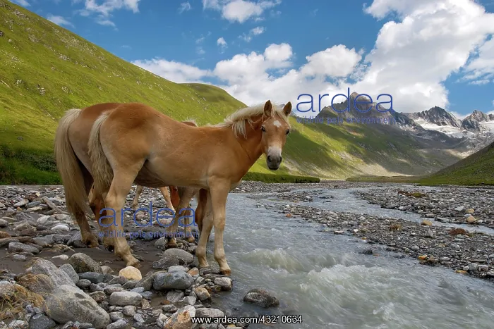 : Tyrolean Haflinger horses, Rotmoostal Valley, Obergurgl : Tyrolean Haflinger horses, Rotmoostal Valley, Obergurgl