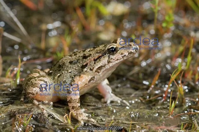 : Tyrrhenian Painted Frog - female : Tyrrhenian Painted Frog - female