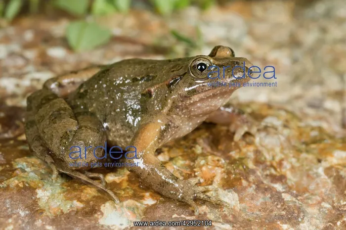 : Tyrrhenian Painted Frog - male : Tyrrhenian Painted Frog - male