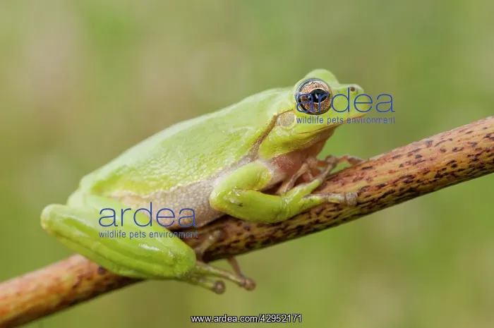 : Tyrrhenian Tree Frog : Tyrrhenian Tree Frog