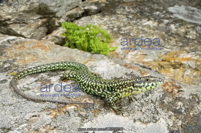 : Tyrrhenian Wall Lizard : Tyrrhenian Wall Lizard