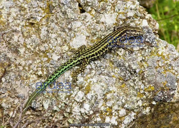 : Tyrrhenian Wall Lizard - on granite rock : Tyrrhenian Wall Lizard - on granite rock