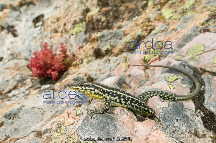 : Tyrrhenian Wall Lizard - male in habitat : Tyrrhenian Wall Lizard - male in habitat