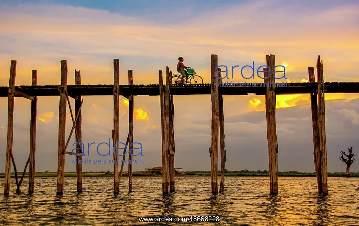 : U Bein Bridge, Myanmar. Landscape view of famous bridge : U Bein Bridge, Myanmar. Landscape view of famous bridge