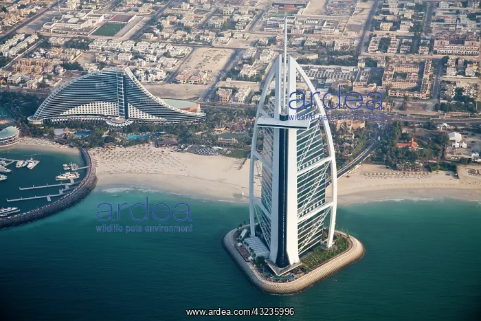  : UAE, Dubai. Aerial of Burj al Arab and Jumeirah