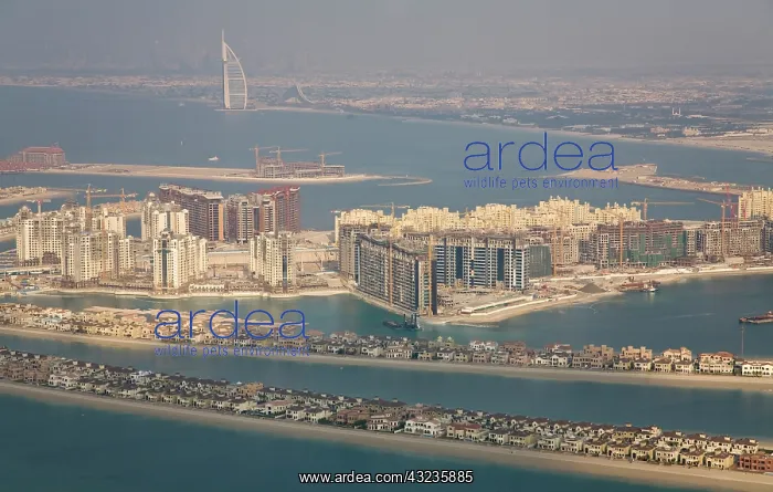 : UAE, Dubai. Aerial of Palm Jumeirah artificial : UAE, Dubai. Aerial of Palm Jumeirah artificial