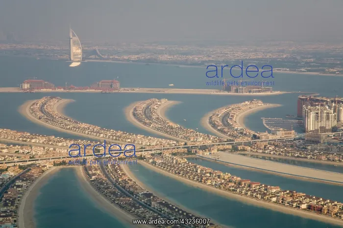 : UAE, Dubai. Aerial of Palm Jumeirah artificial : UAE, Dubai. Aerial of Palm Jumeirah artificial